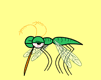 bug mosquito